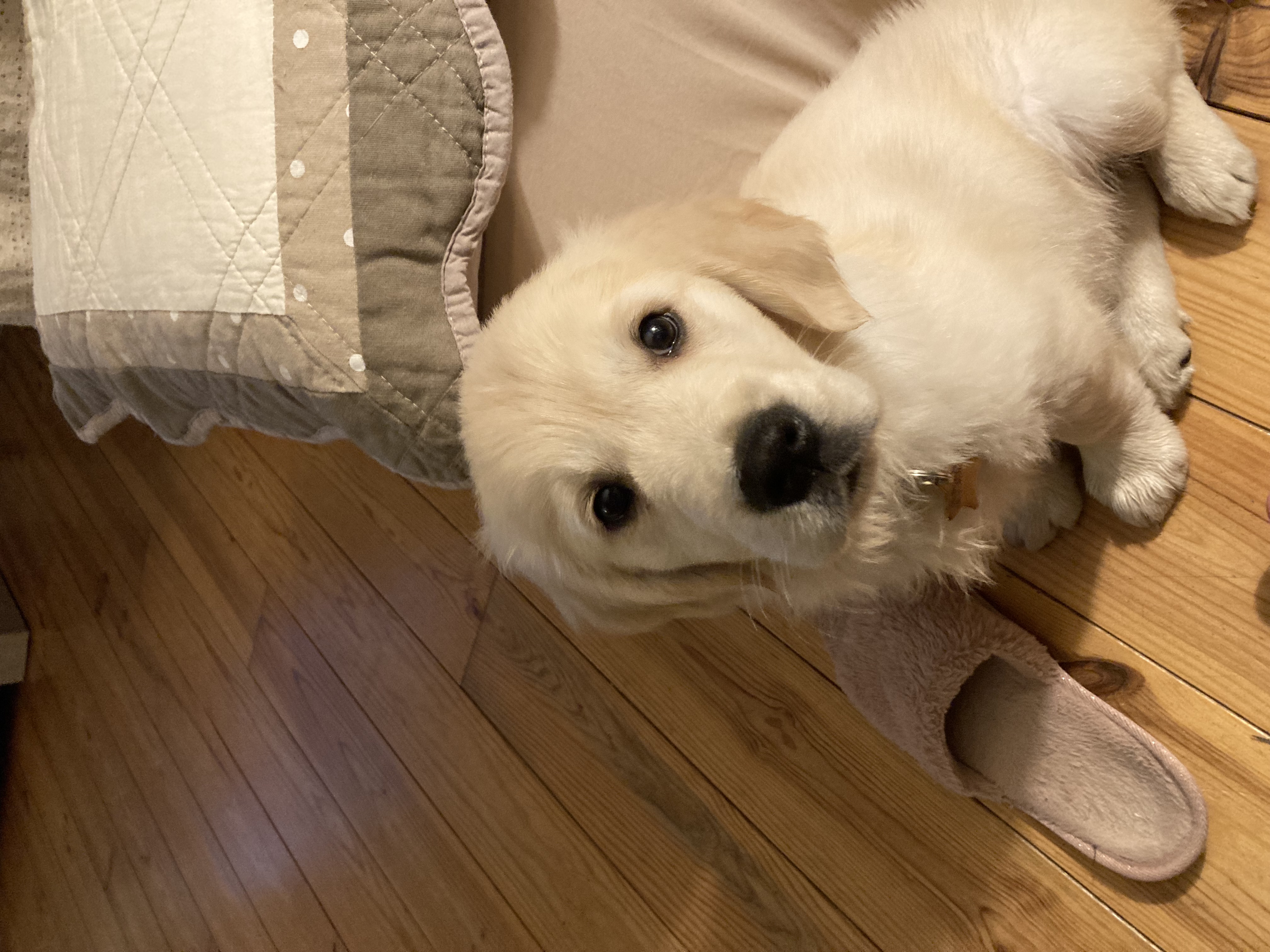 Nous avons accueilli Stella, notre chienne, qui a apporté encore plus de joie et de complicité à notre nouvelle famille.